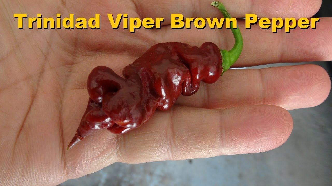 ⟹ Trinidad Viper Brown Pepper | Capsicum chinense | Pod Review