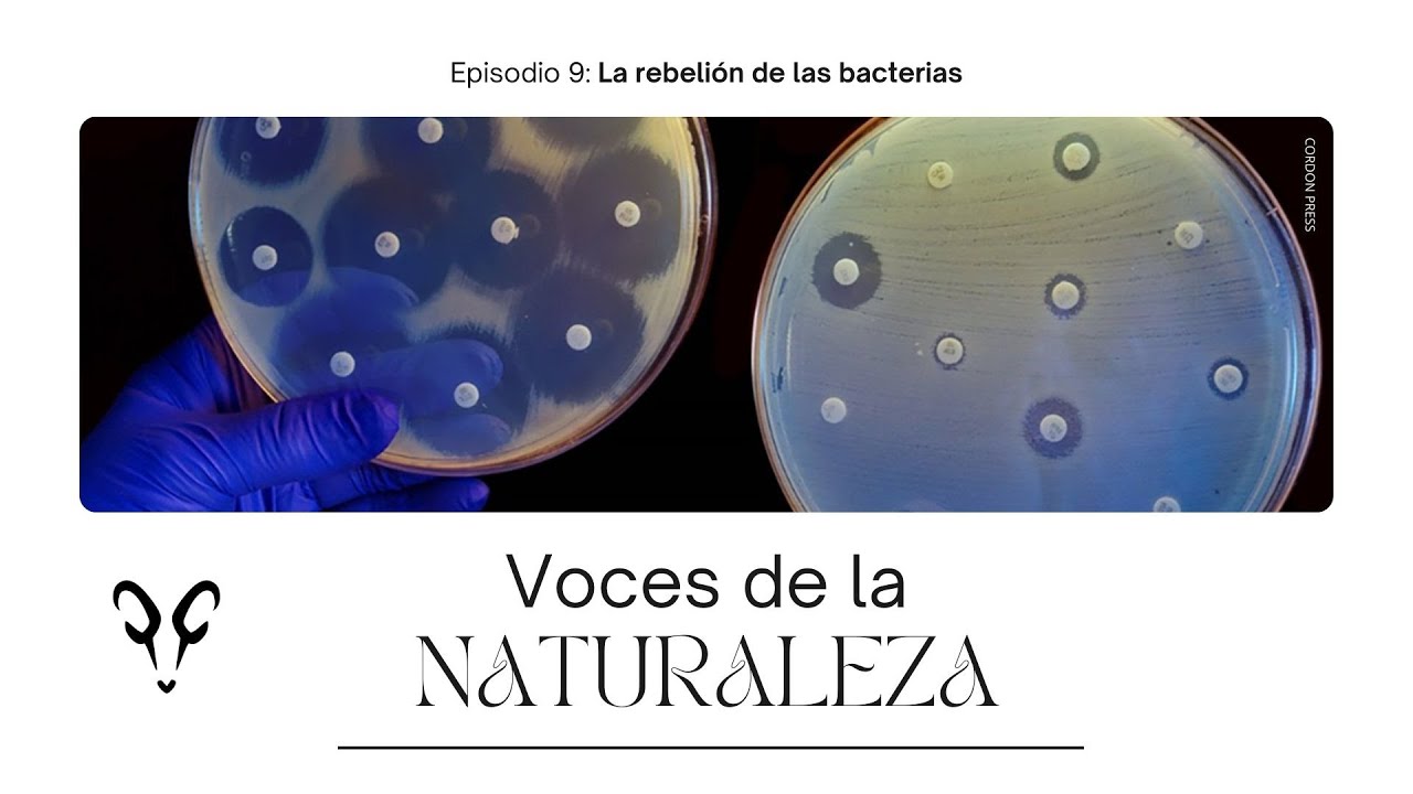 VOCES DE LA NATURALEZA | 9: La rebelión de las bacterias | Con Albert Masó y Mercè Berlanga