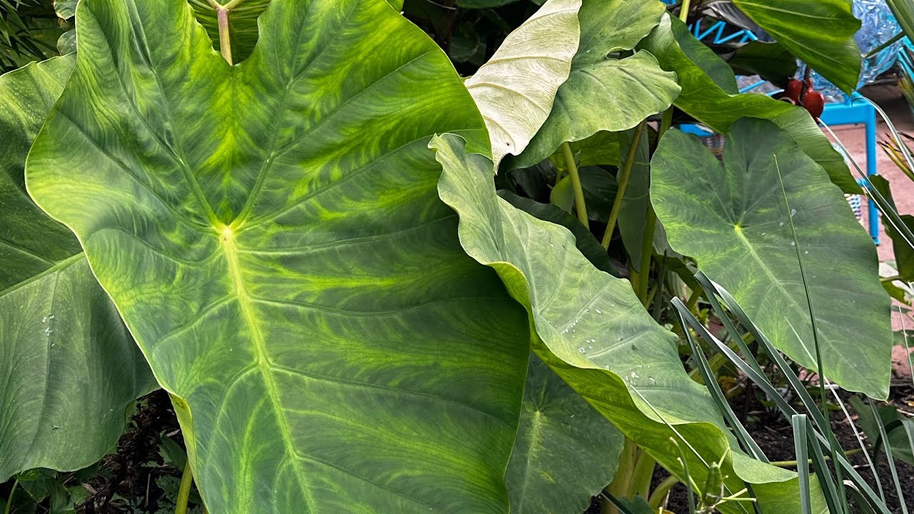 Elephant ears! Save them for years to come the easy way! Overwintering Colocasia