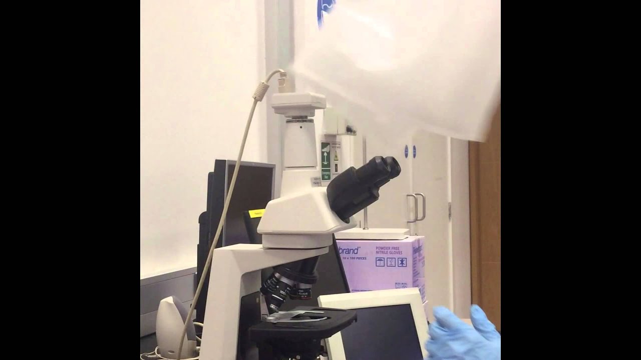How to prepare a microscope slide