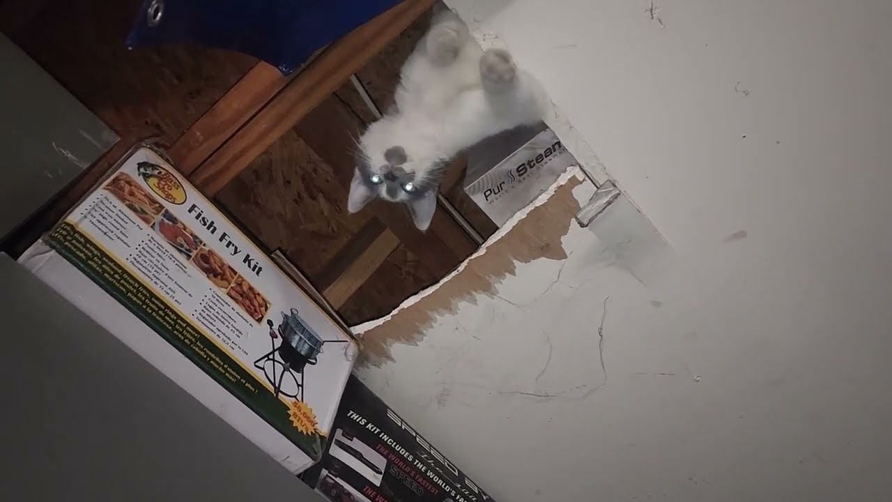 Bane's Mission: Get to the Tuna
