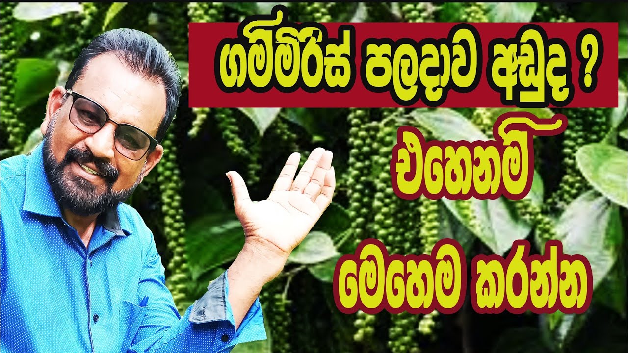 ගම්මිරිස් පලදාව වැඩිකරගන්නේ මෙහෙමයි / @AgriView61