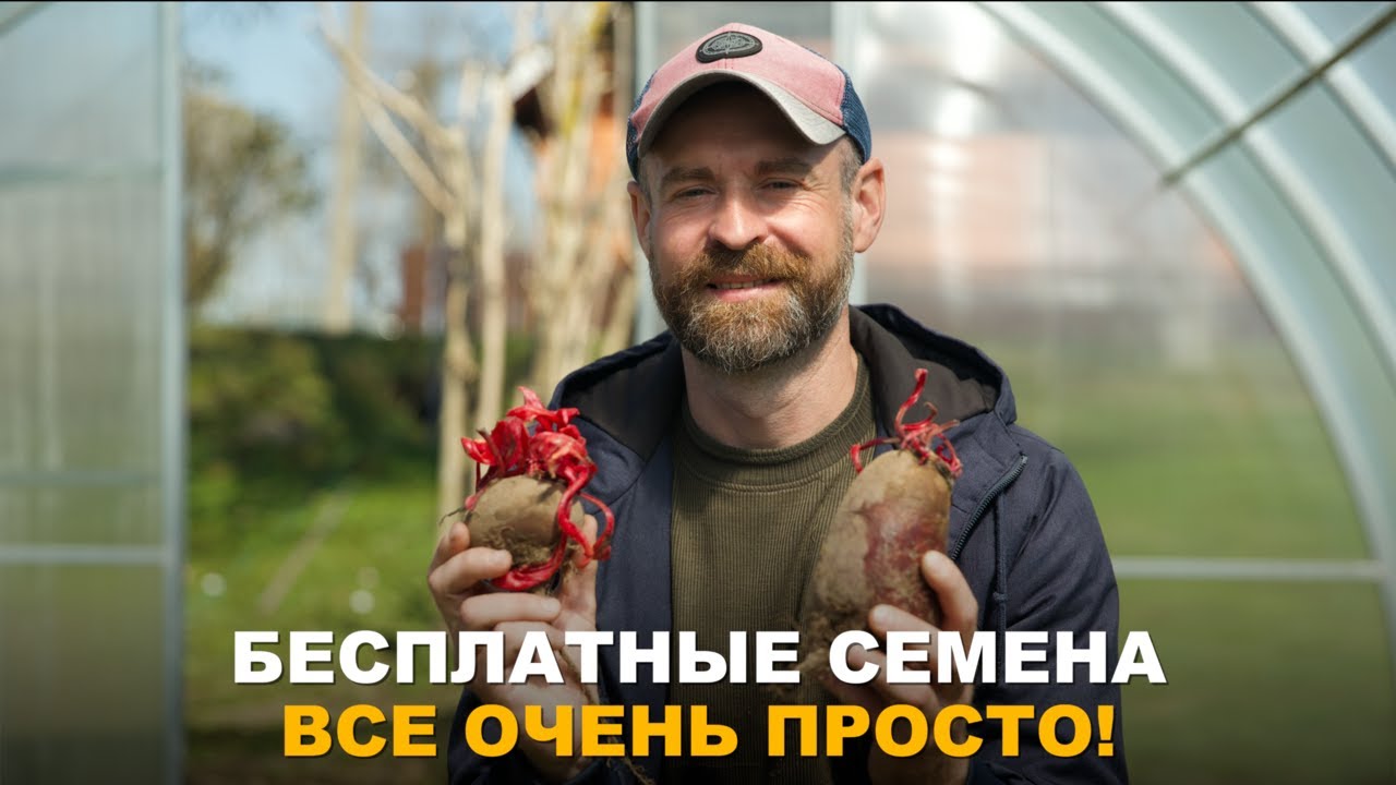 СВОИ БЕСПЛАТНЫЕ СЕМЕНА, ЗАЧЕМ ПЕРЕПЛАЧИВАТЬ? Как вырастить свои семена различных овощных культур.