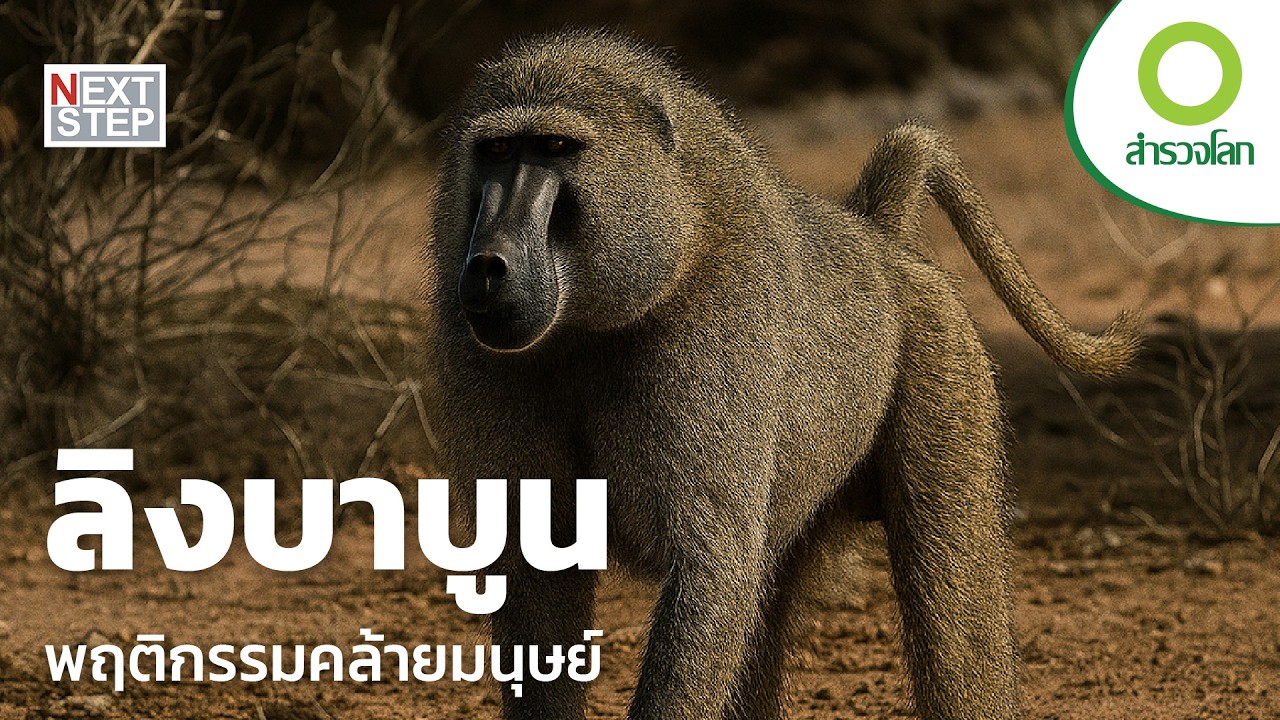 อาณาจักรของลิงเจ้าปัญญา ที่มีสังคมเหมือนมนุษย์ | สารคดี สำรวจโลก