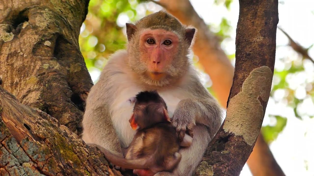 Piper monkey care baby on wood
