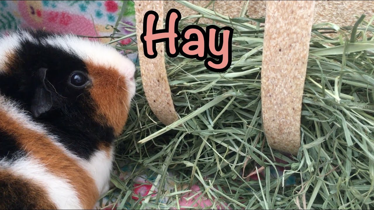 Hay - 1st, 2nd, 3rd cutting - What to choose - Guinea pigs