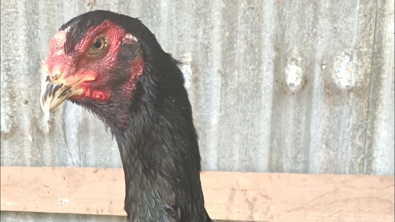 Black Japanese Shamo pullet ( Tanaka Gohan)