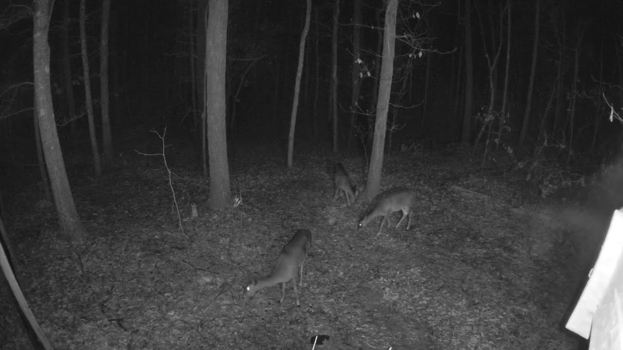 White Tailed Deer caught on camera in the early hours this morning