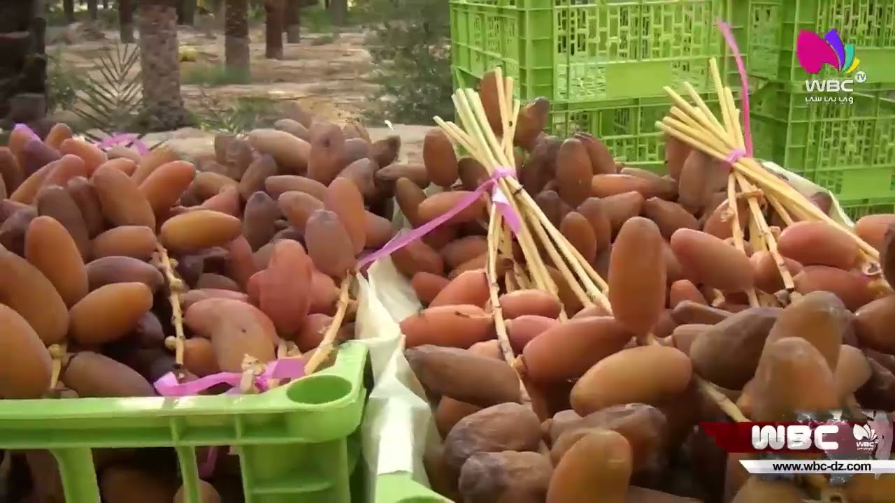 بسكرة: إنطلاق موسم جني التمور ببلدية طولقة