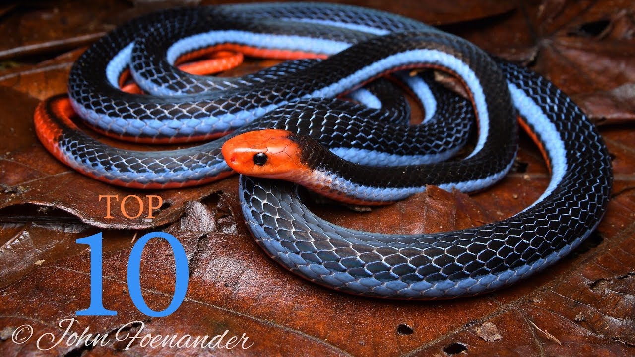 Top 10 Venomous Snakes // Cobras Corals Kraits