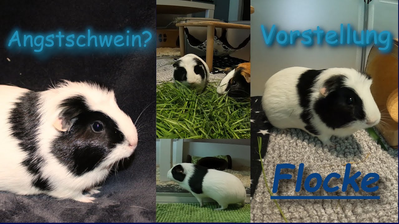 Meerschweinchen auf Ebay Kleinanzeigen gekauft? Wost Case bekommen? Vorstellungsvideo #2 - Flocke