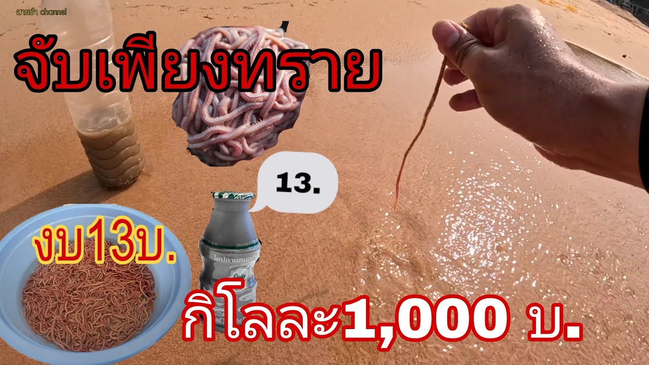 วิธีจับเพียงทราย ด้วยน้ำไตปลา ลงทุนไม่ถึง 20 บาท รู้แบบนี้จับนานแล้ว เพียงทรายกิโลละ1000 บ.