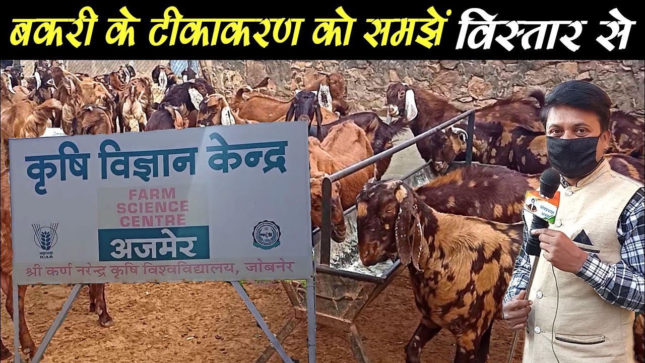 #goatfarm #bakripalan #sastibakri । बकरी का टीकाकरण।bakri ka tikakaran।। goat vaccination ।