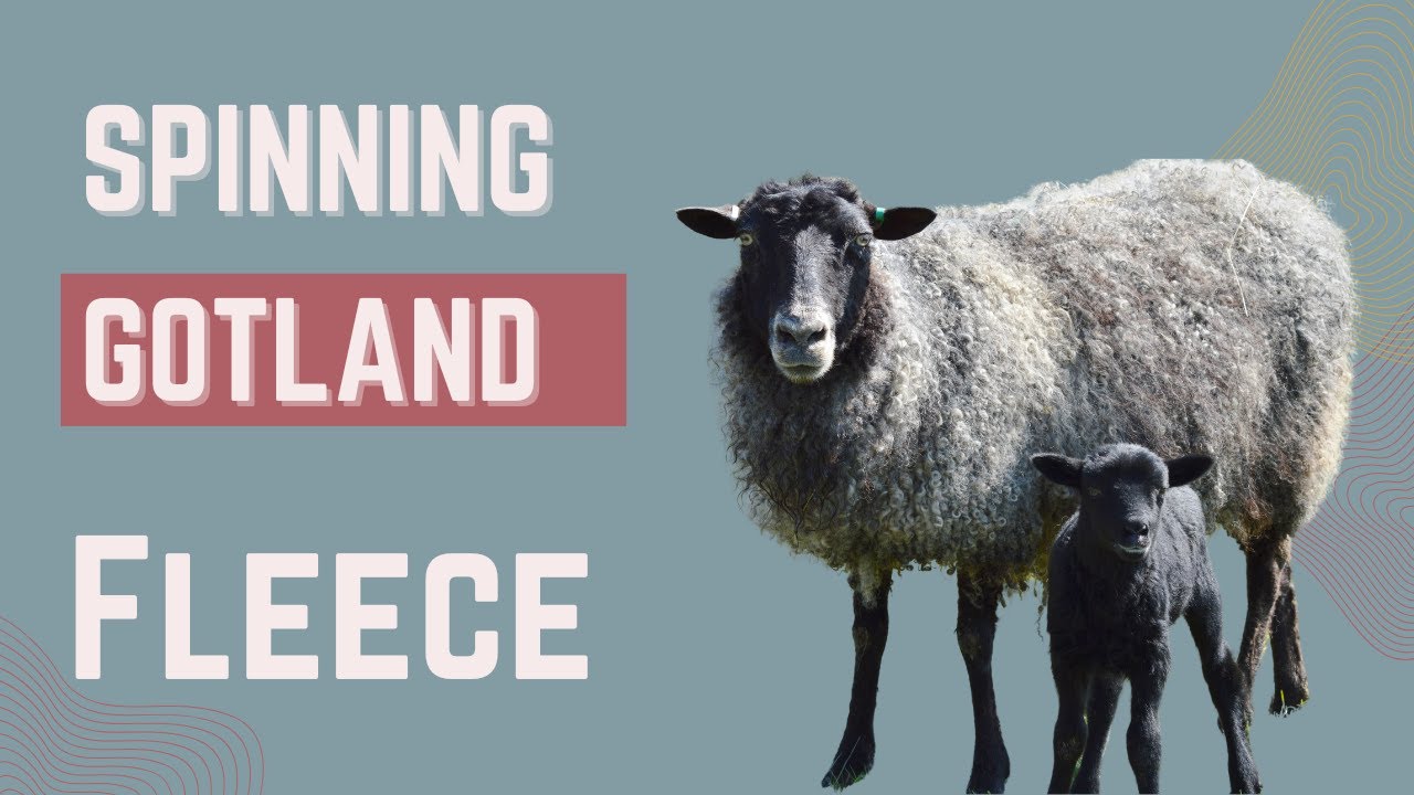 How to Spin Gotland Wool into Yarn