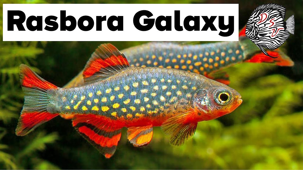 Tropische Aquariumvissen: Rasbora Galaxy - Danio Margaritatus | Aquarium Sunshine Valley