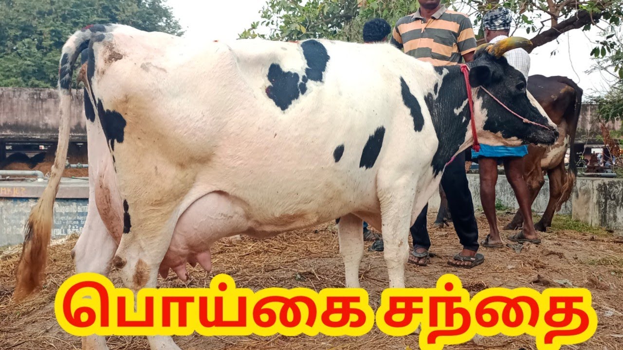 இந்த வாரம் தரமான மாடுகள் பொய்கை சந்தை|vellore poigai santhai..