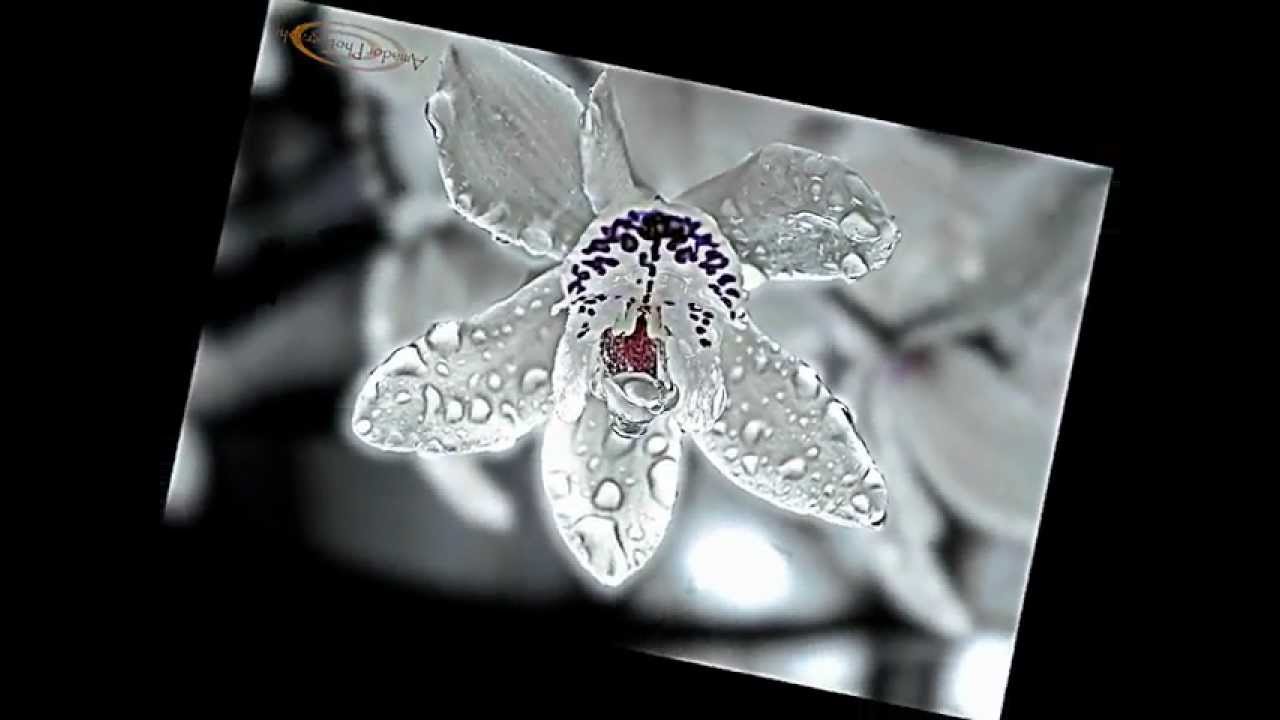 Andr&eacute;s Segovia -  Romance an&oacute;nimo