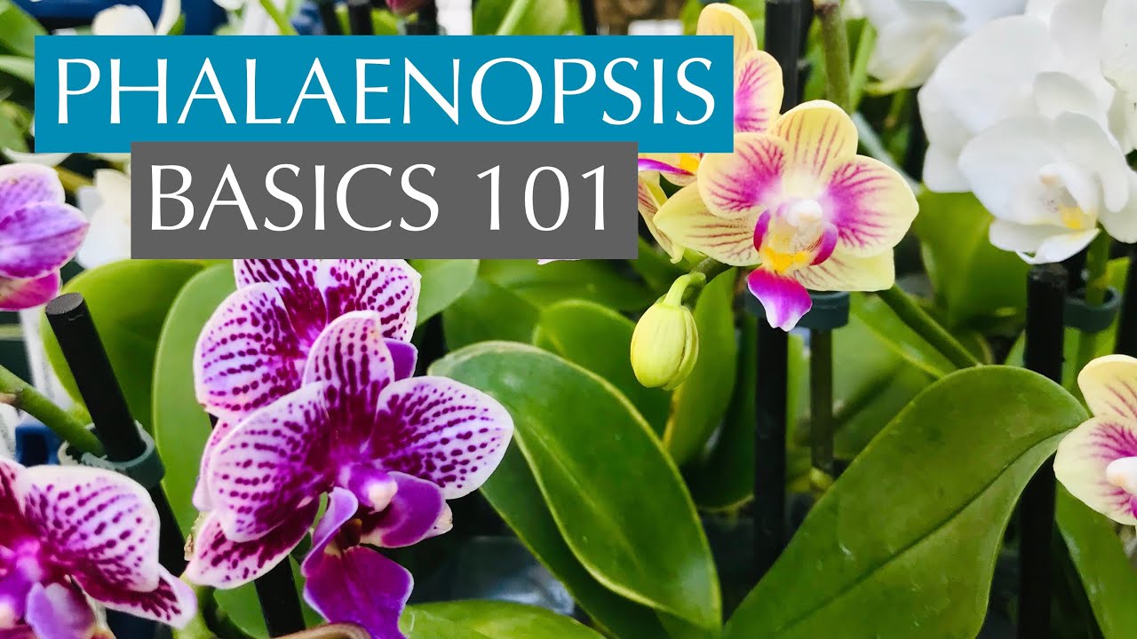 PHALAENOPSIS BASICS-101