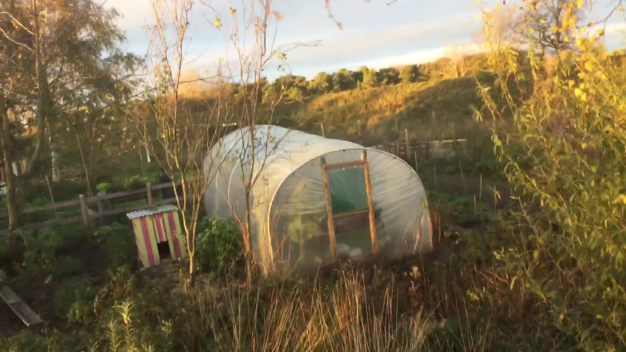 Golden light at The Last Homely House, the poultry and the treehouse #17/4