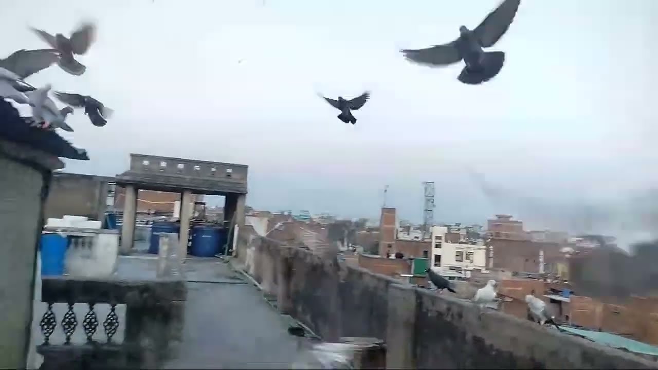Wallah Pigeon pigeon racing homing pigeons how to train pigeons;