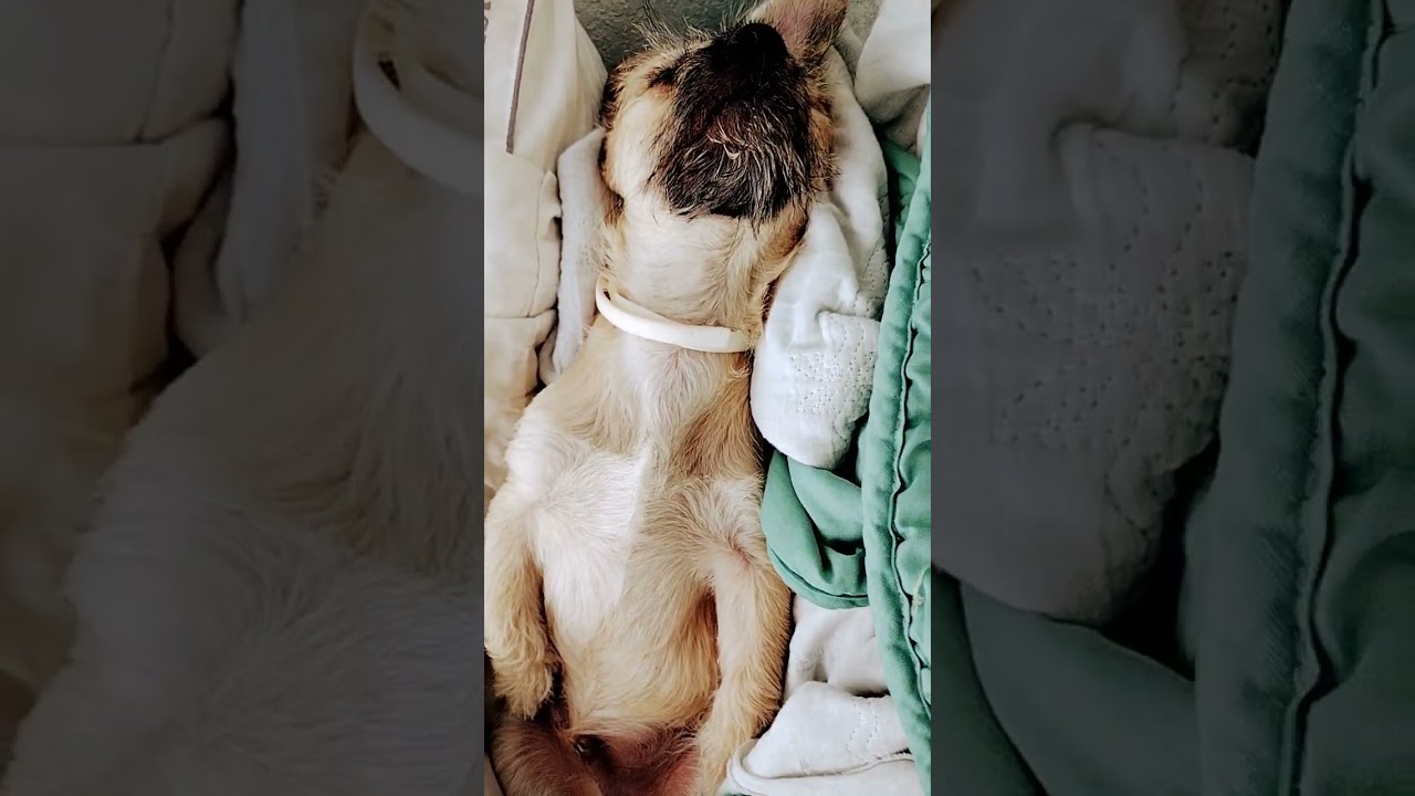 Zzzz