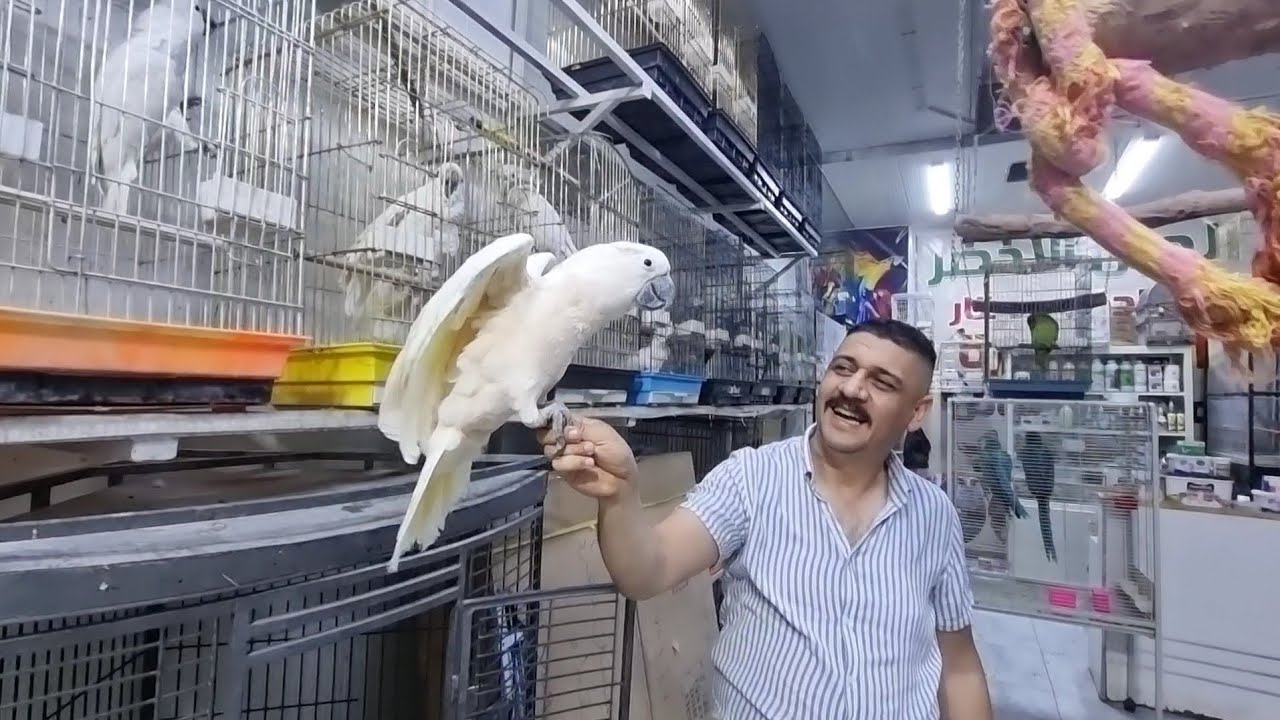 انواع الببغاء صغار و كبار متكلم واليف في شارع المشاتل بالاعظمية محمية حمادة #ملك_المشاتل