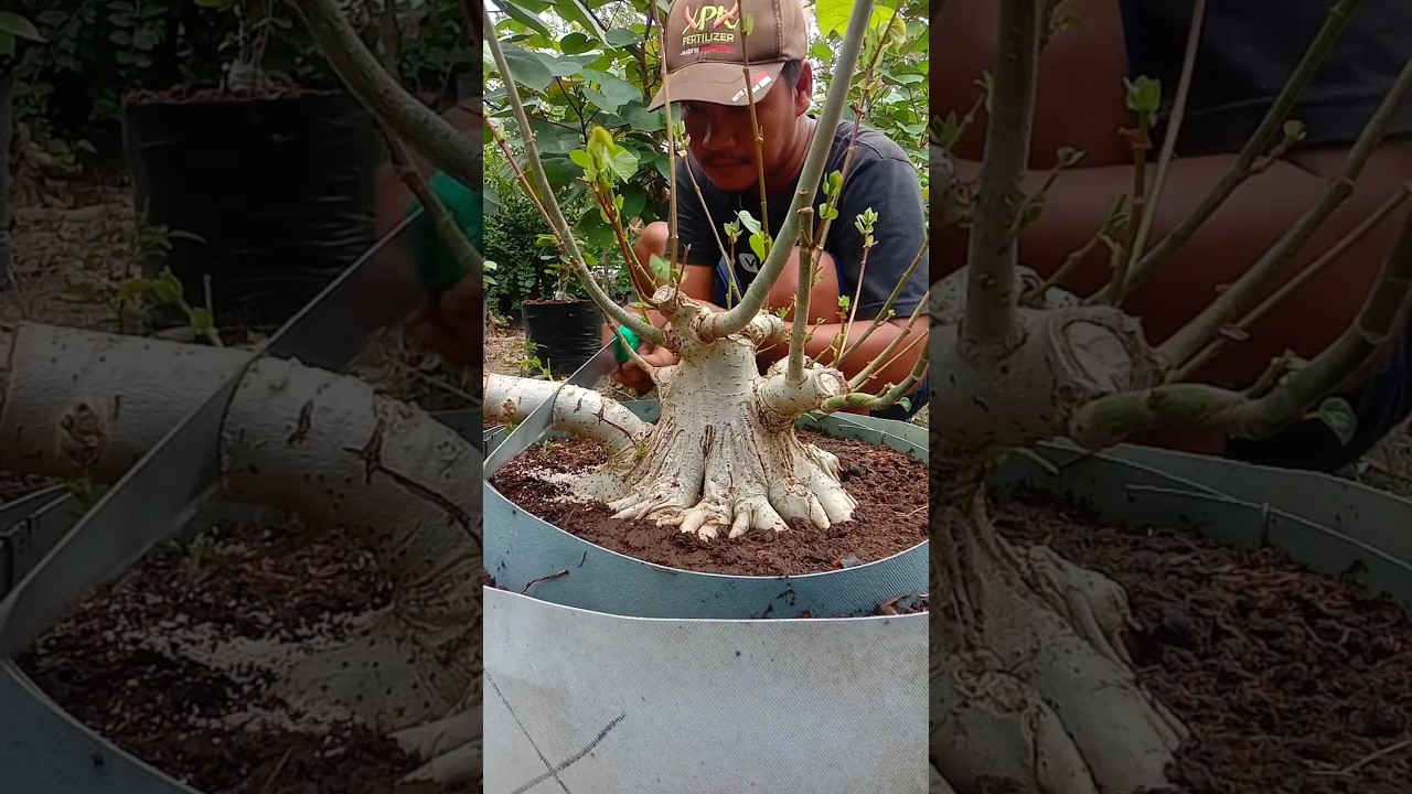 program bonsai Waru India super istimewa dari  Mas Ben Jogja Indonesia🇮🇩🌳