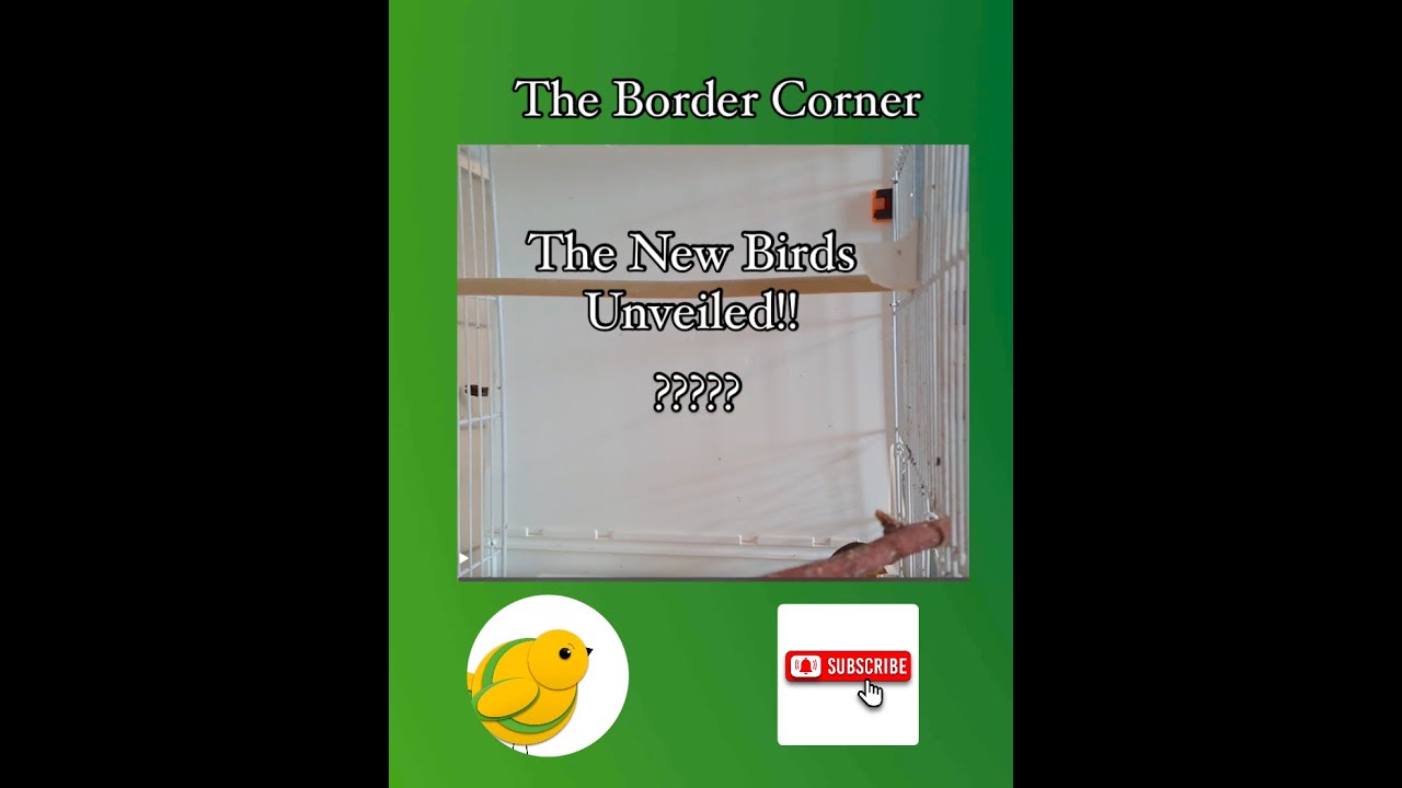 The Border Corner - Series 3 Episode 4 - Finally the New Birds are Unveiled!!