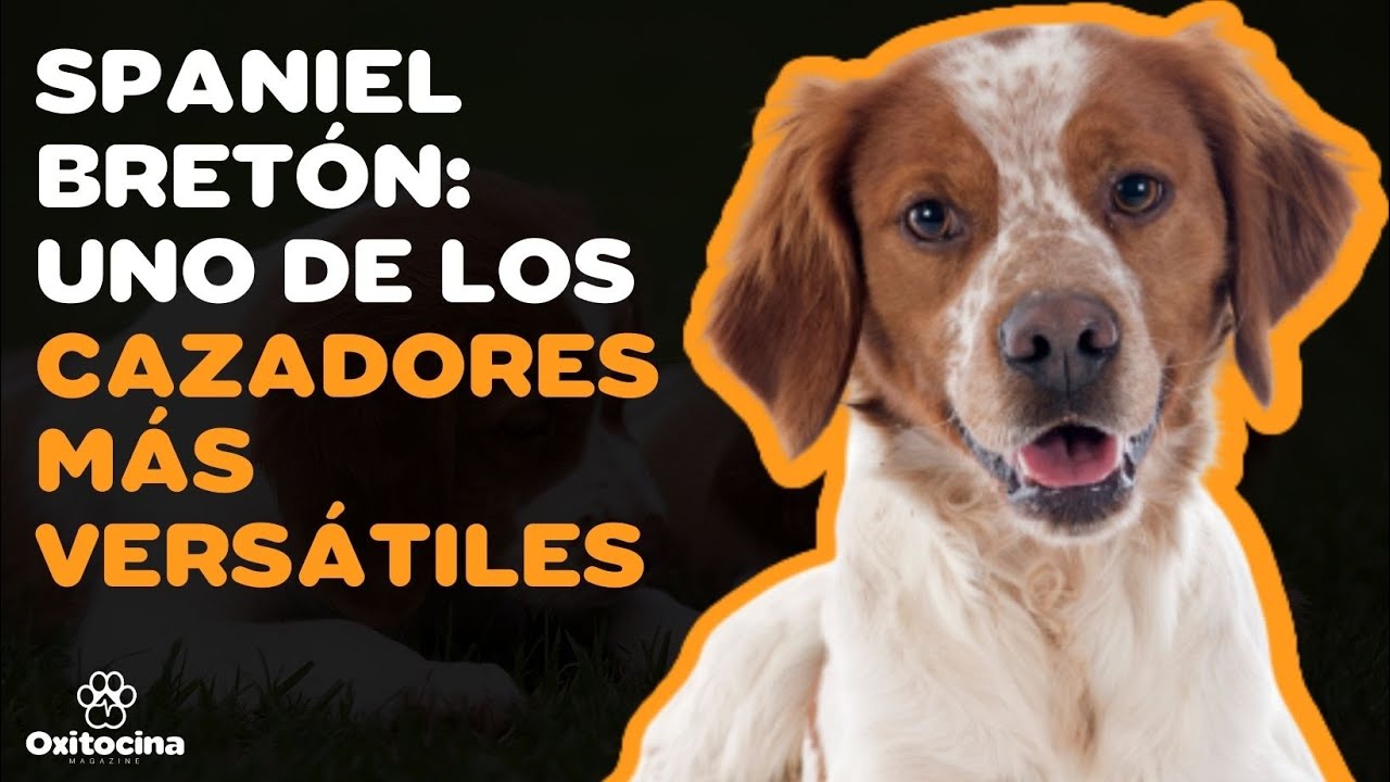 SPANIEL BRETÓN (BRITANNY SPANIEL):  9 COSAS que debes SABER