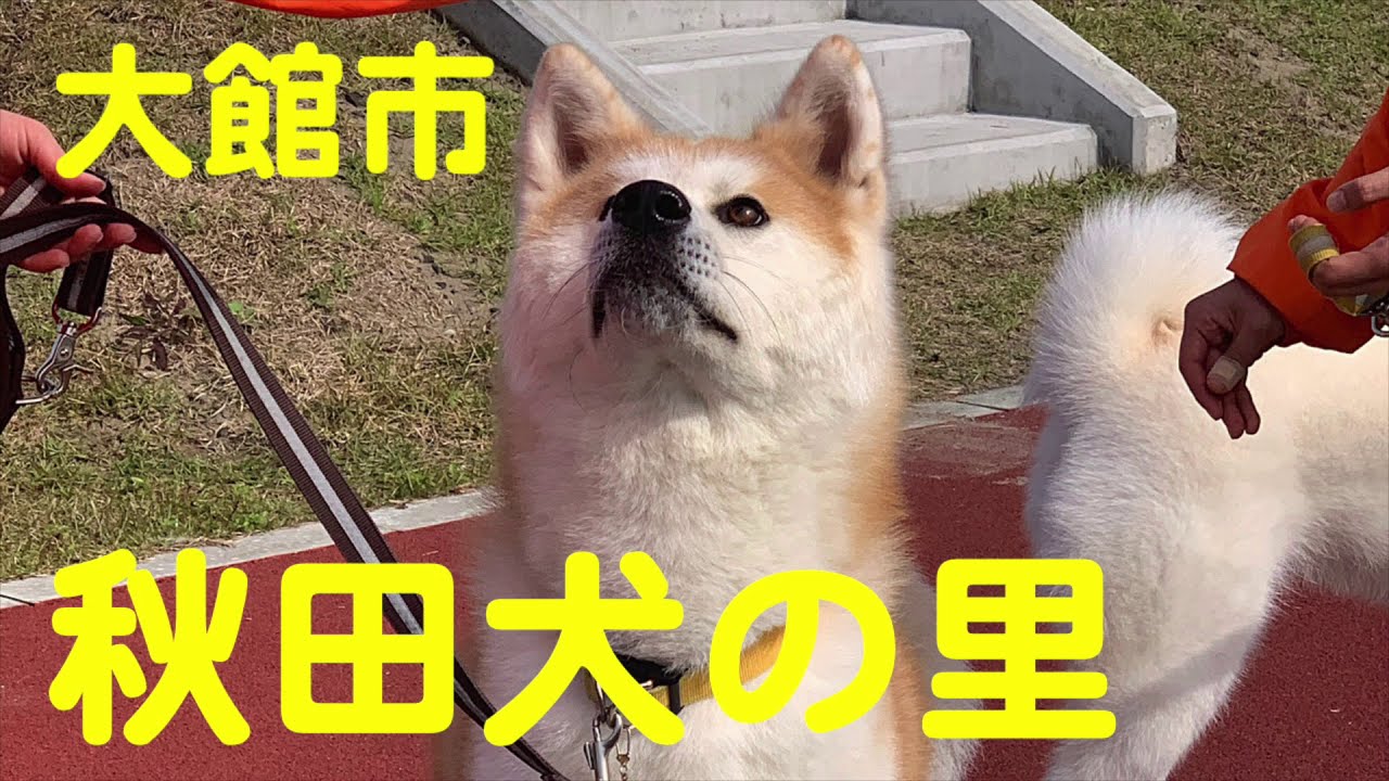【秋田犬の里】秋田県大館市