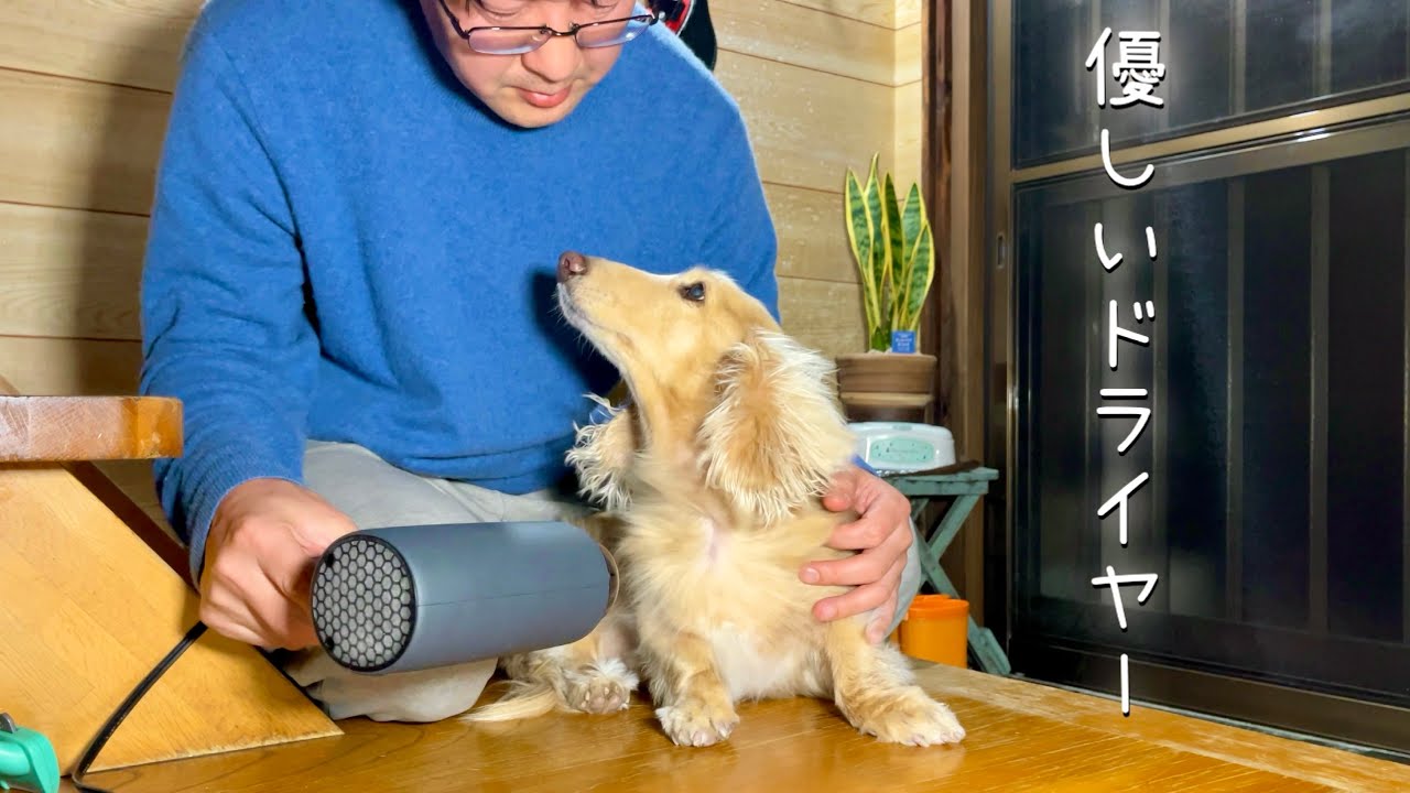 家族に愛される老犬 ジョン