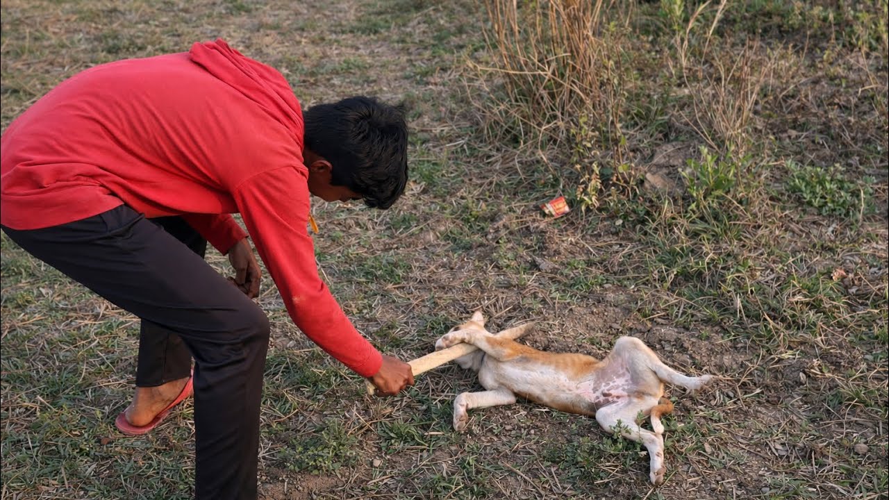 Puppie ko aye kya kar raha hey 🤨ll TrotoVlog 