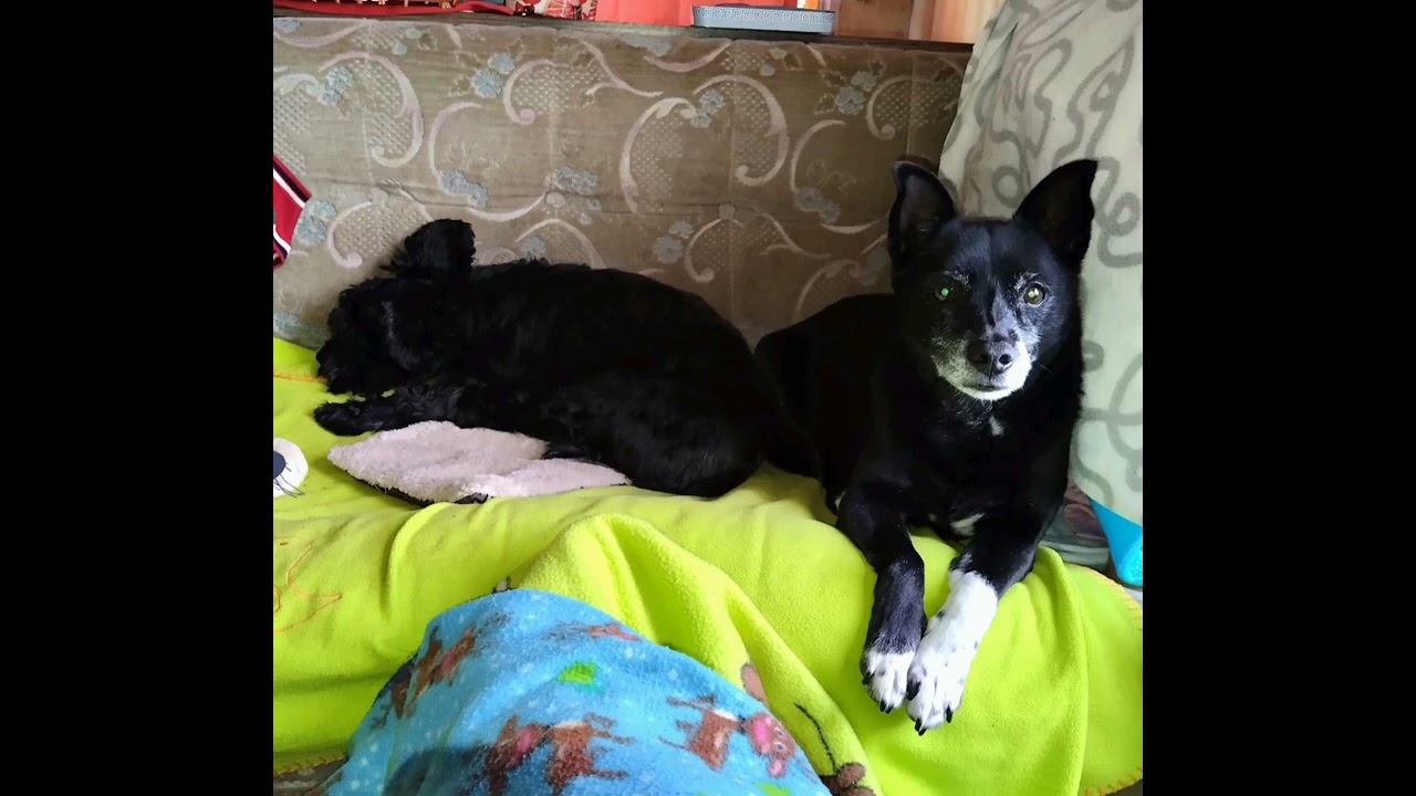 Čajda, Pacák a jejich přátelé, když spí jsou jako koťata.