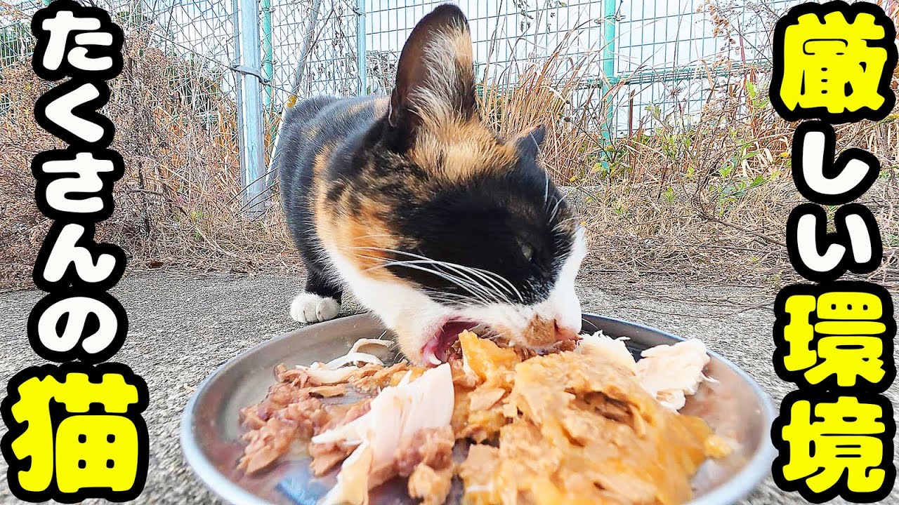 平均寿命２年！？厳しい環境で生きる猫たちにご飯をあげにいくと・・・ さくらねこたちへのエサやり【ご視聴だけでも猫たちの助けになります】支援者様 視聴者様 猫たちに神のご加護を！
