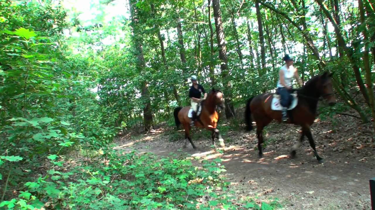 Intro Stal Heijligers