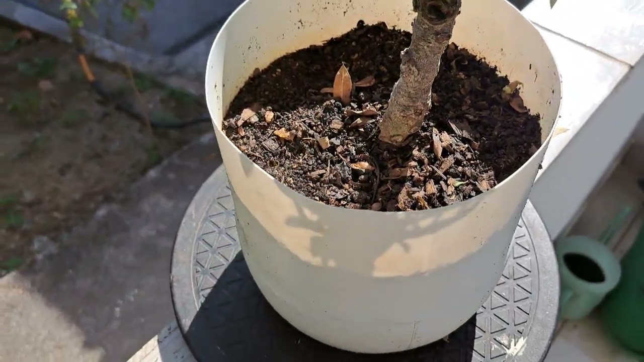 Estaca de Ixora . Atualiza&ccedil;&atilde;o 🌳🌳