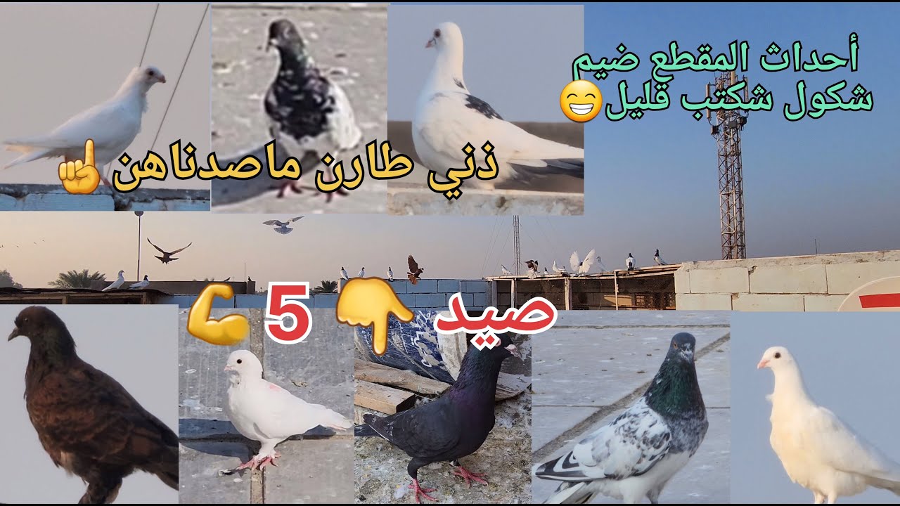 صيد 5 💪 و3 ماصدناهن😁 مطر الغربة مطر😯تابع المقاطع احسن من السوالف☝️مقطع مو طبيعي 👏اشترك لايك للمقطع👍😘