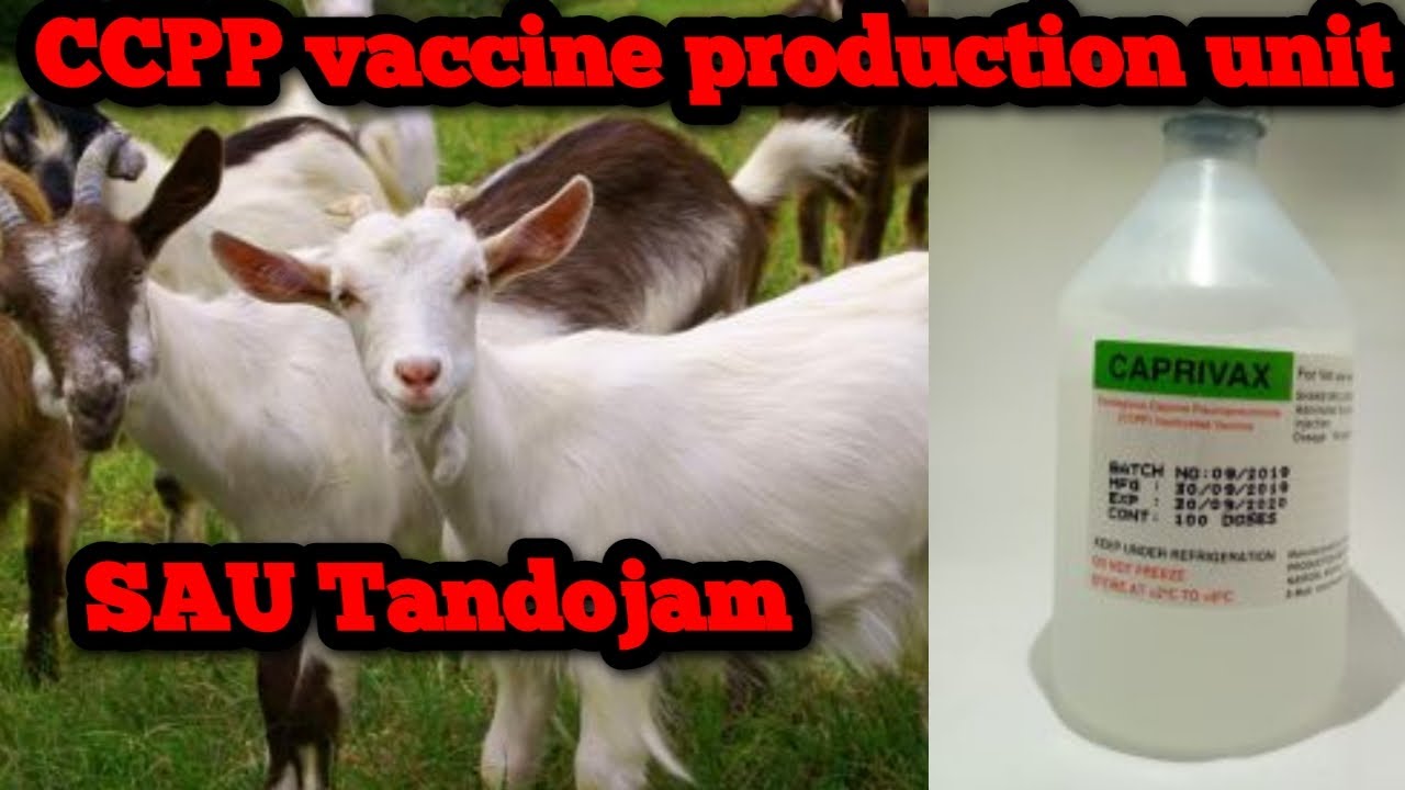CCPP  vaccine production unit SAU Tandojam .  A serious disease of goats