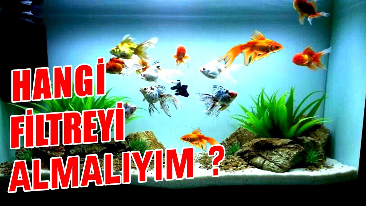 JAPON BALIKLARINDA FİLTRE SEÇİMİ - Japon Balığı Akvaryumu