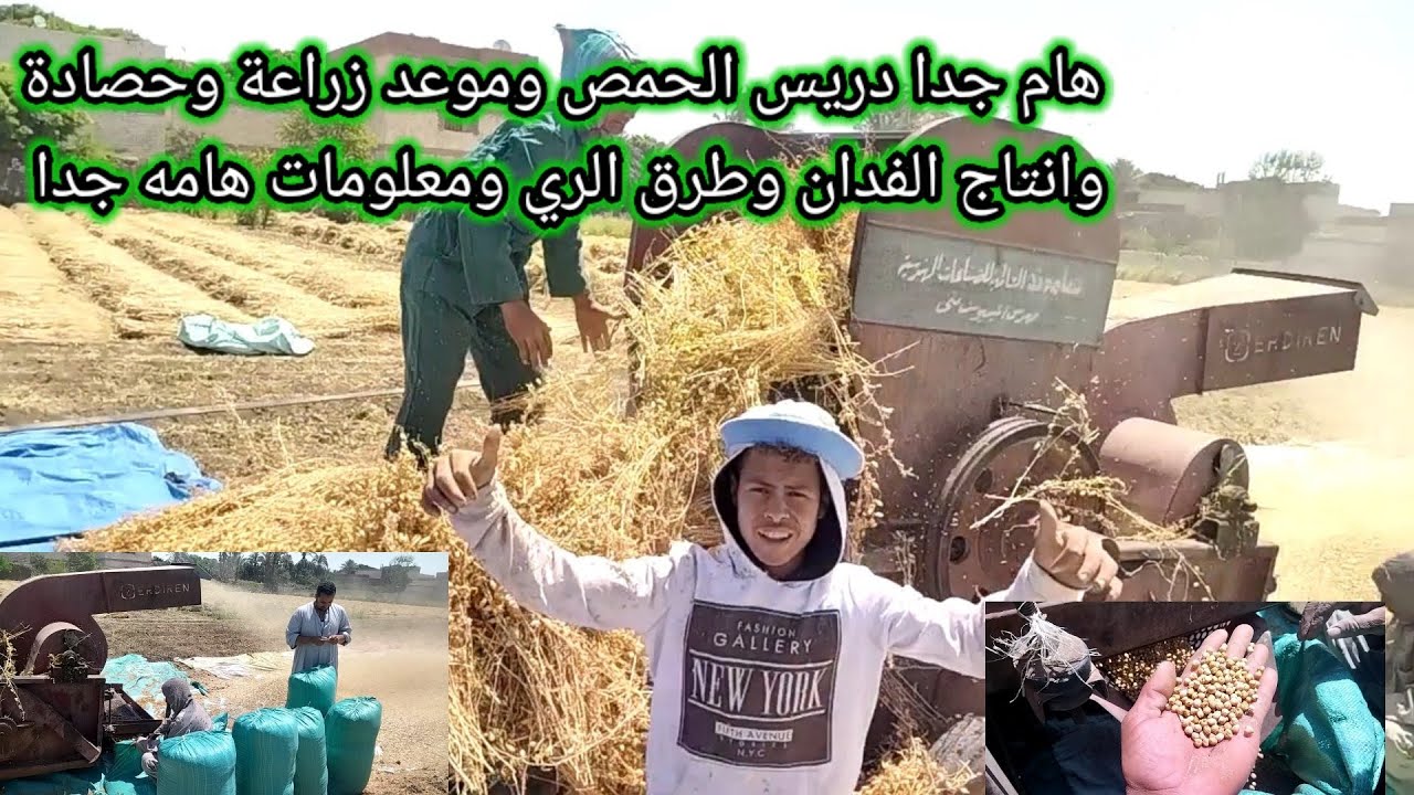 هام جدا اسعار الحمص وموعد زراعة وحصادة وإنتاج الفدان ووزن الاردب وكم يحتاج زراعة الفدان وطرق الري
