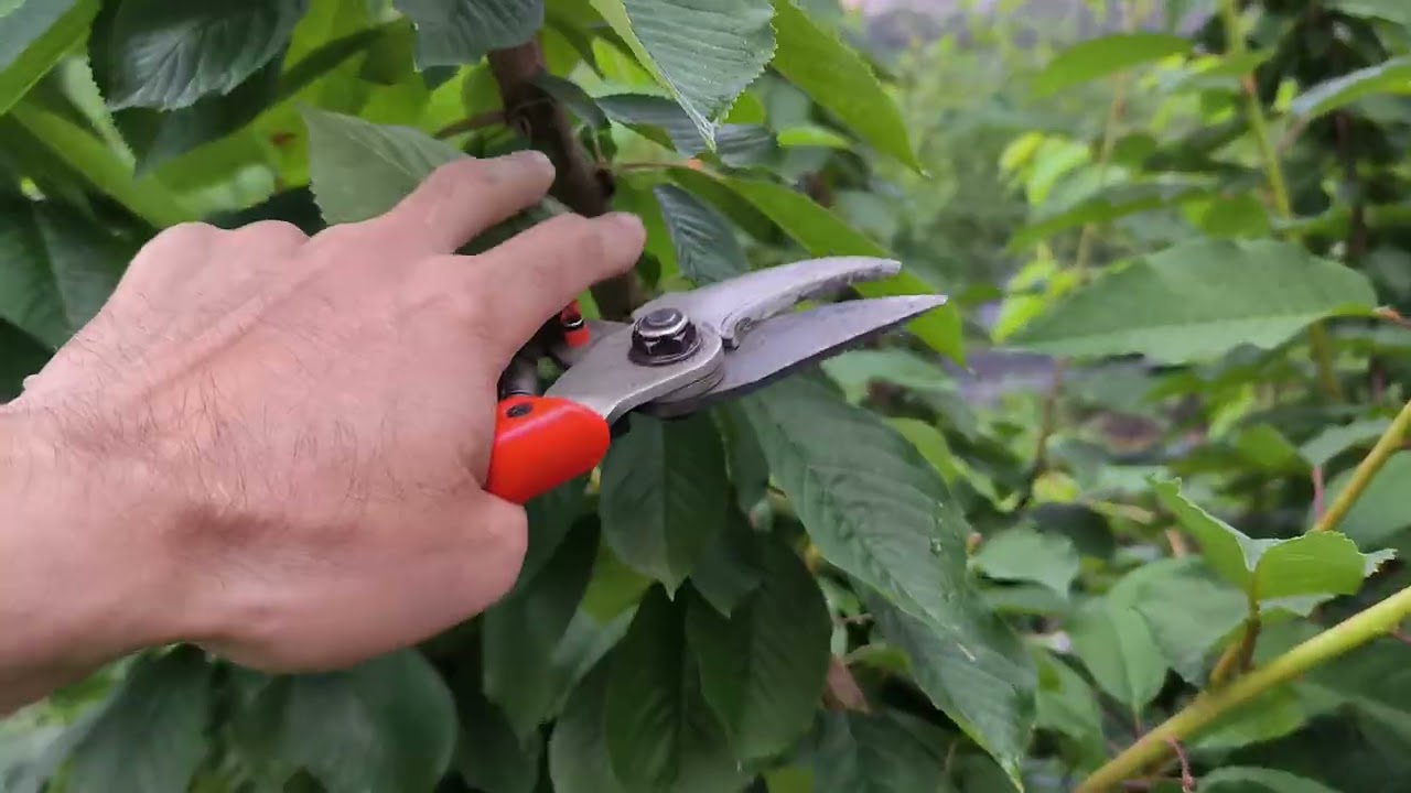 Summer pruning of cherry trees: what to prune and what to leave