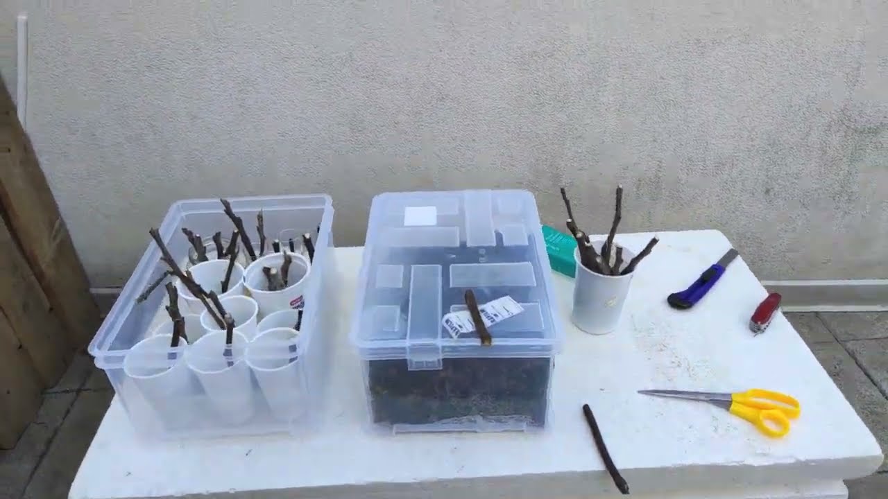 Feige setzen (Ficus carica) Sorte Dalmatie Feigen Sorte Stecklinge nehmen sägen mit Säge