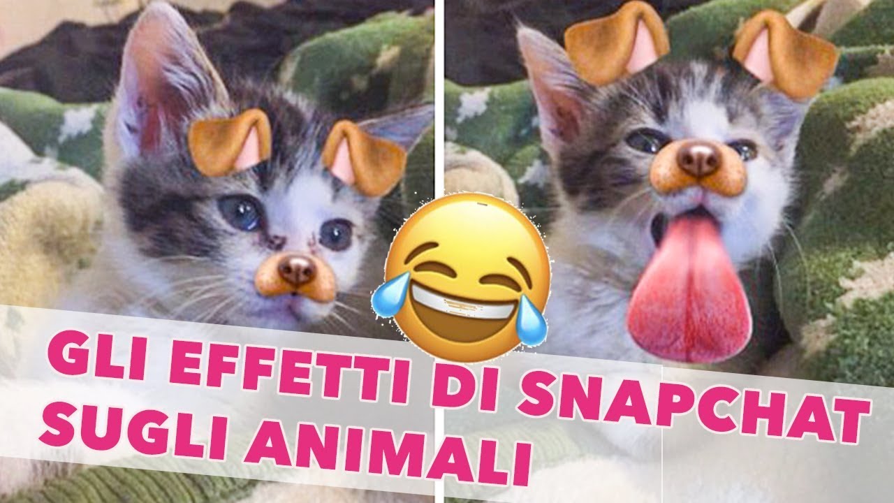 PROVA A NON RIDERE *epici*  effetti di Snapchat e Instagram su cani e gatti!