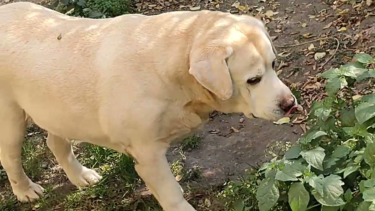 🙏🐕♥️🌸