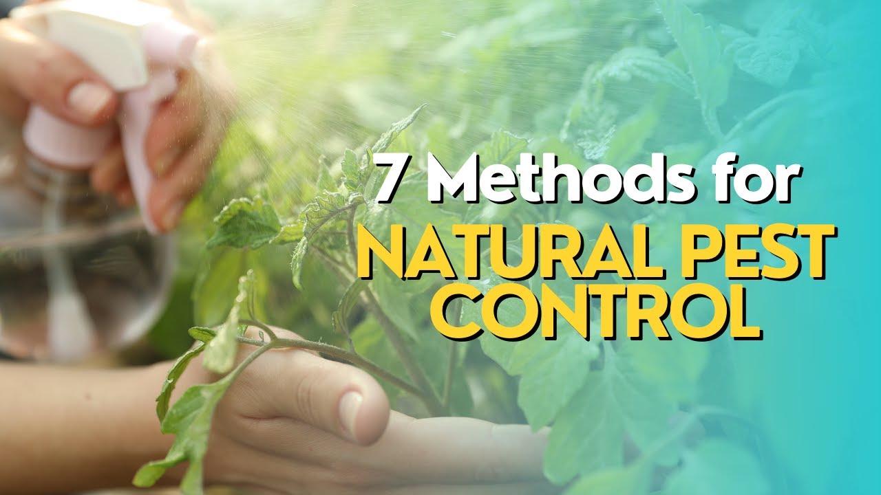 Top 7 Methods for Natural Pest Control