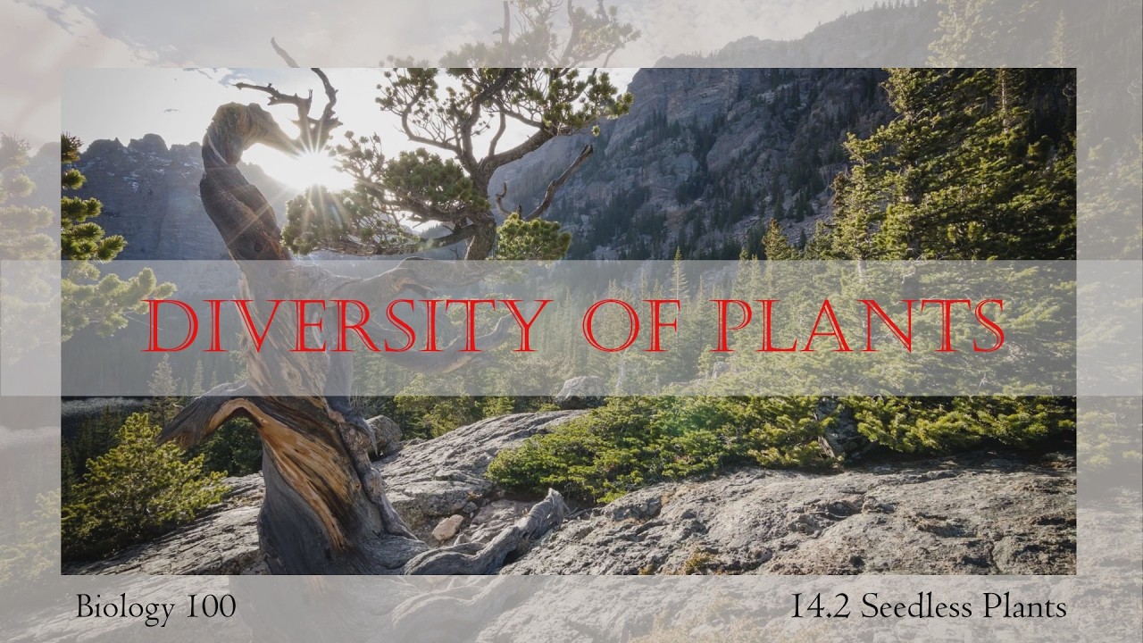 Diversity of Plants: Seedless Plants