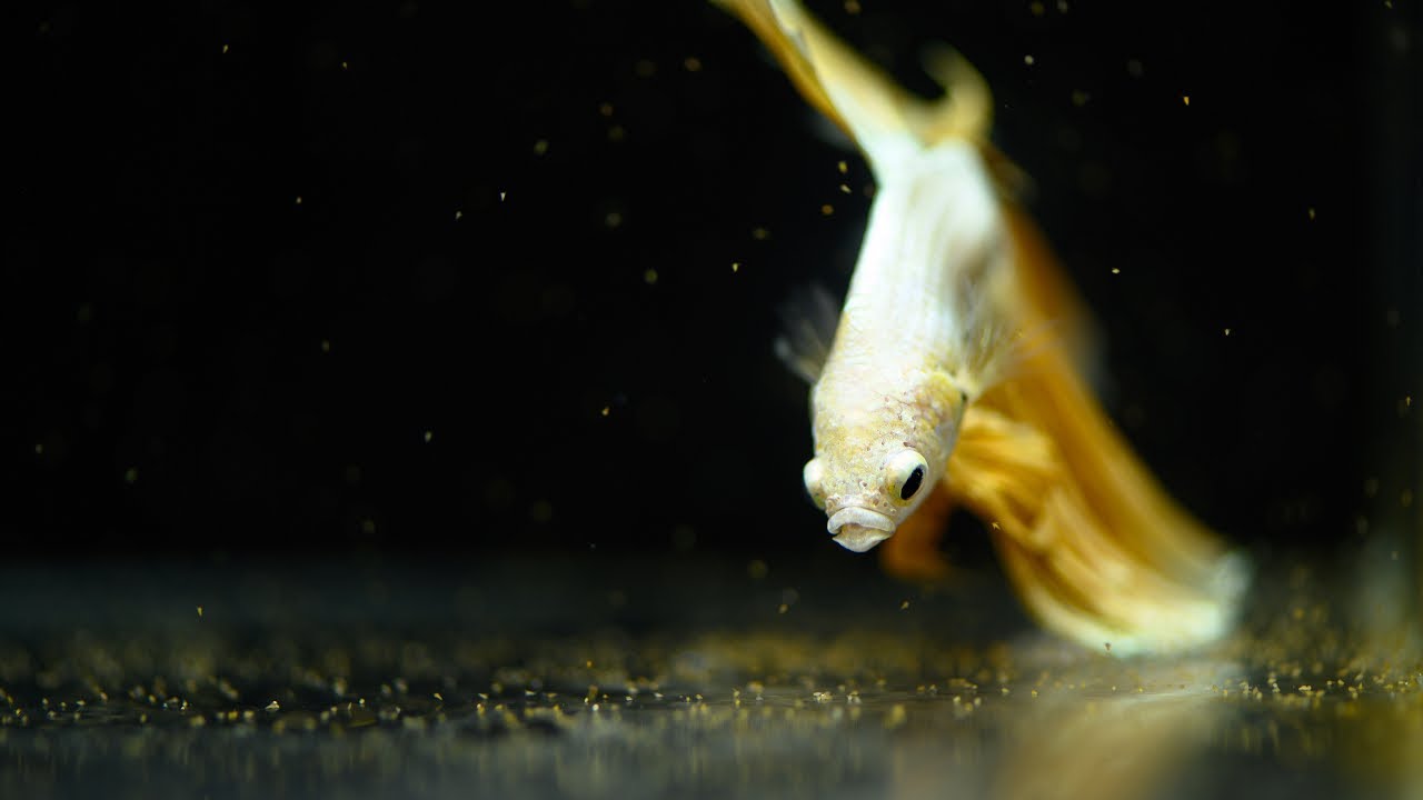 我的鬥魚吃什麼飼料? 海豐x塔魚 | 冷男水族 | 日清丸紅 | 美國紅標豐年蝦