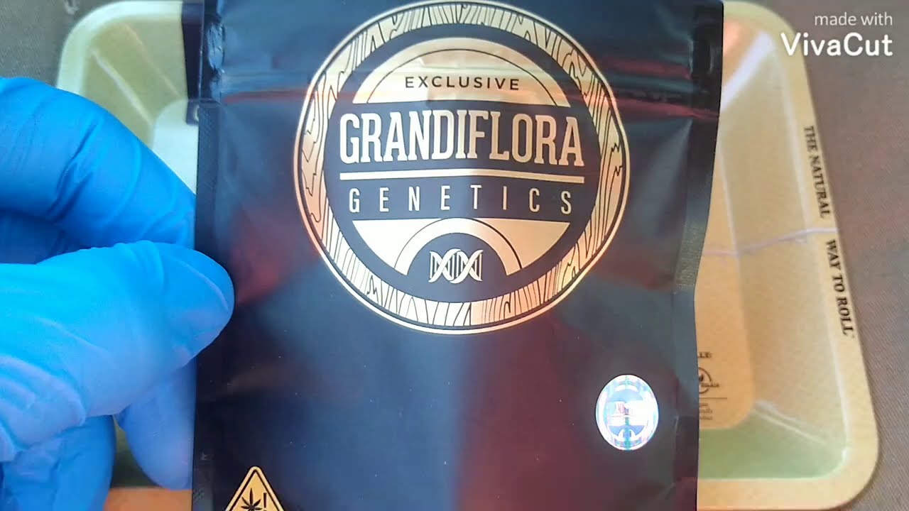 Grandiflora Genetics: Aphrodisiac (Hybrid ) Strain Review