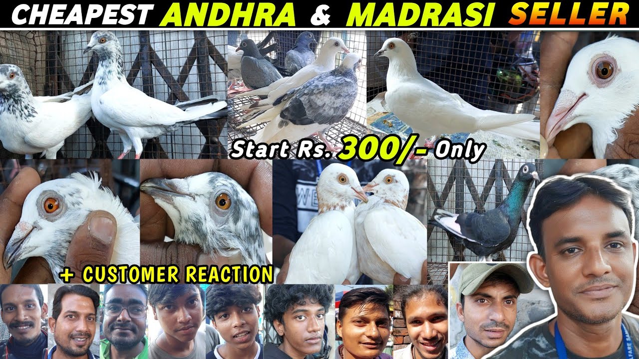 Andhra & Madrasi Pigeon Seller Sikandar Bhai | Galiff Street Pigeon Market(Tala Hat) Visit 10/11/24