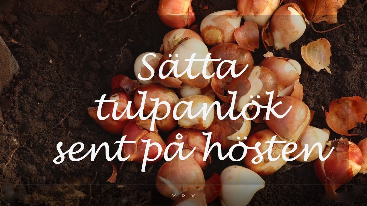 Sätta tulpaner sent på hösten
